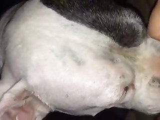 Mei Ling Dog Fuck