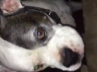 Mei Ling Dog Fuck