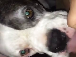 Mei Ling Dog Fuck