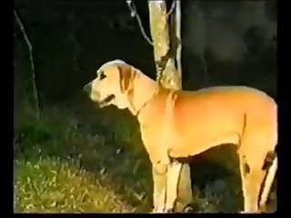 Miss Fernanda Dog Fuck