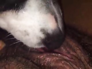 Dog Fuck Girl In Bedroom