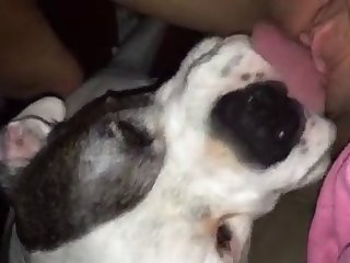 Hairy Pussy Fuck By Dog