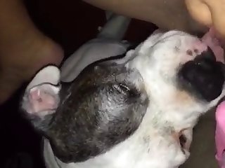 Hairy Pussy Fuck By Dog