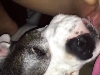 Hairy Pussy Fuck By Dog