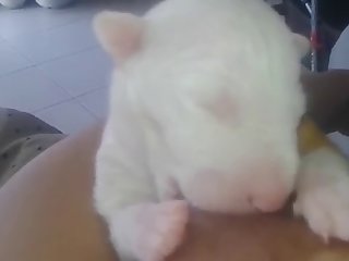 Dog Fuck Me Xxx