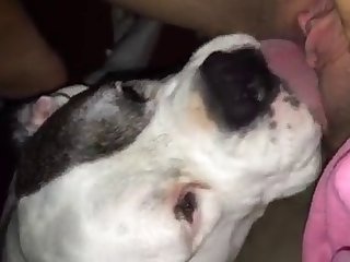 Hairy Pussy Fuck By Dog