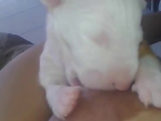 Dog Fuck Me Xxx