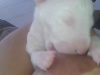Dog Fuck Me Xxx