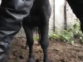 Dog Fuck Dude