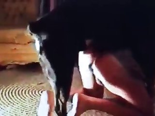 Young Girl Sucks Her Cousin And Fuck Her Dog