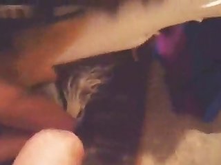 Dog Fuck Cum Compilation