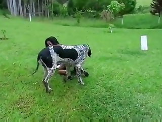 Dog Fuck A Little Girl
