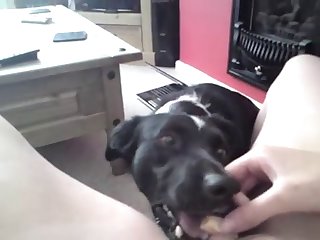Guy Fuck Dog Cum
