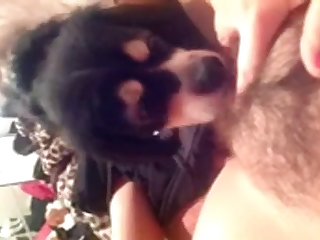 Man Fuck Little Female Dog