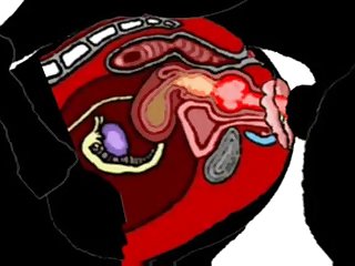 Man Fuck Small Dog Anal