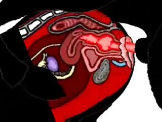 Man Fuck Small Dog Anal