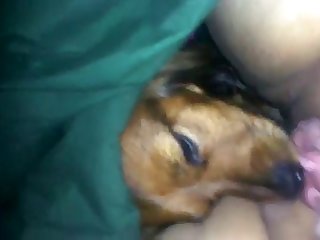 Dog Fuck Pregnant Porn