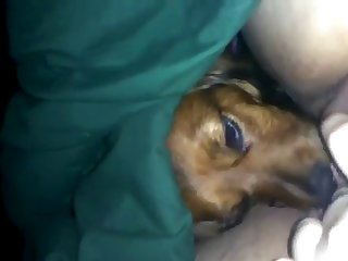 Dog Fuck Pregnant Porn