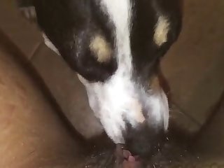 Woman Tied And Forced To Fuck Dog