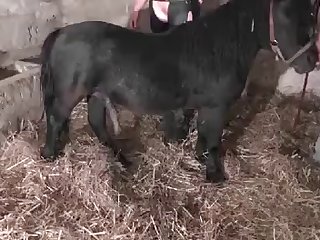 Will A Dog Fuck A Woman