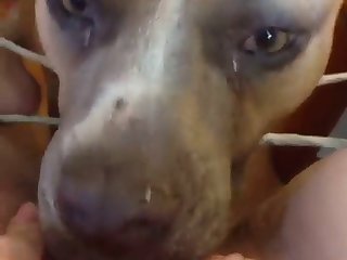A Dog Fuck A Lady