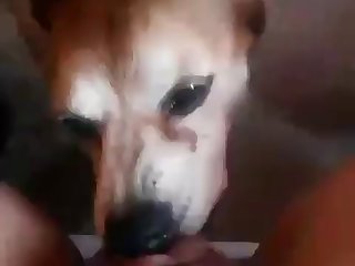 Girl Wants To Fuck Dog One Time