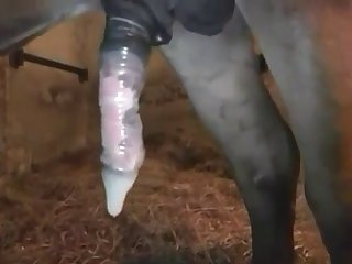 Dog Surprise Fuck Girl