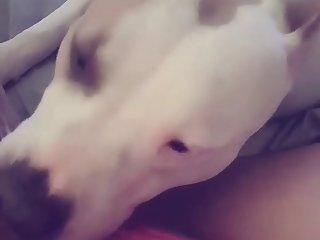 Dog And Man Fuck Girl At The Same Time