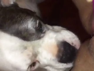 Men Fuck Dog In Mouth