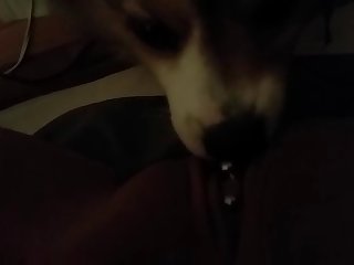 First Time Letting My Dog Fuck Me