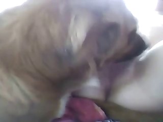 Fuck Dog Dildo