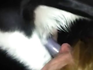 Teen Dog Fuck First Time