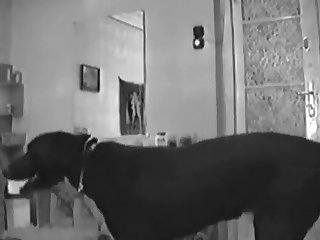 Dog Fuck By Human