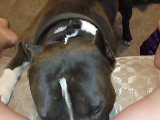 Young Fuck By Dog