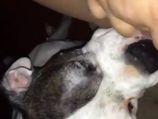 Kihm S First Fuck With Dog