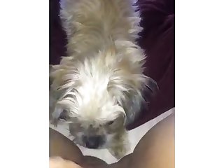 Tied Up Girl Forced Dog Fuck