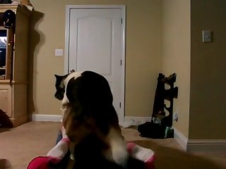Gif Dog Fuck