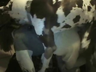 Dog Mouth Fuck Girl