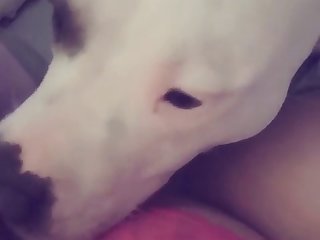 Dog Fuck Hot Women