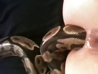 Porn Dog Fuck Mouth