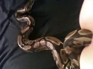 Porn Dog Fuck Mouth