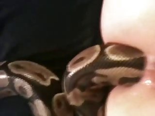 Porn Dog Fuck Mouth