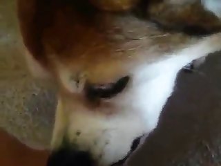 Babe Fuck By Dog