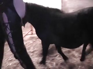 Japanese Fuck By Dog