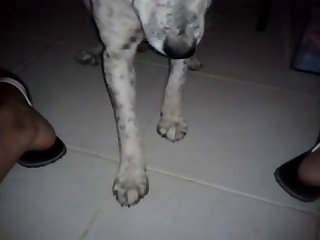 Black Dog Fuck Women