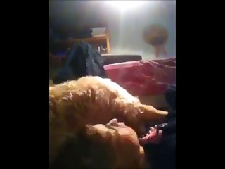 Dog Want Fuck Girl