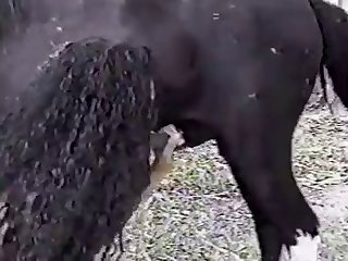 Dog Fuck Girl Image