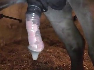 Women Fuck Hard By Dog