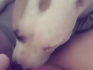 Dog Fuck Woman On Bed