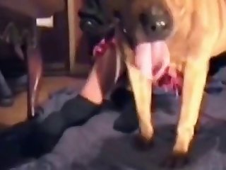 Big Tits Girl Fuck Dog